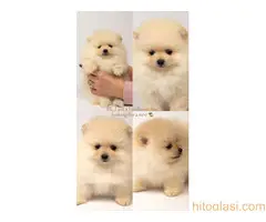 Pomeranac stenci - 4