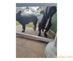 Francuski Buldog - 2