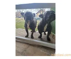 Francuski Buldog - 3