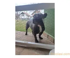 Francuski Buldog - 4