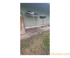 Francuski Buldog - 5