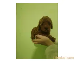 Crvena toy pudla - 2