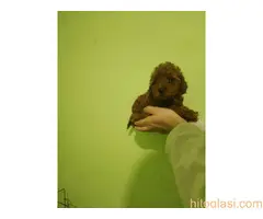 Crvena toy pudla - 4