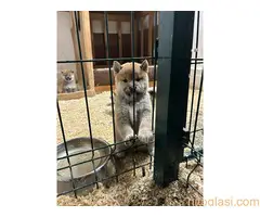 Shiba inu kućići na prodaju - 2