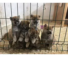 Shiba inu kućići na prodaju - 3
