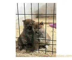 Shiba inu kućići na prodaju - 4