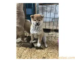 Shiba inu kućići na prodaju - 5