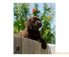 Labrador retriver štenci - 4