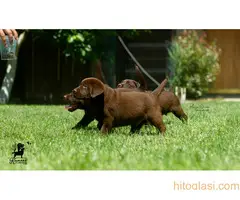 Labrador retriver štenci - 5