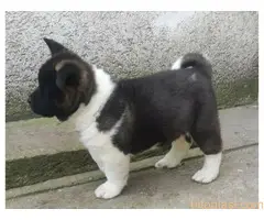 Americka akita štenci - 2