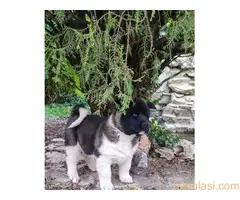 Americka akita štenci - 3