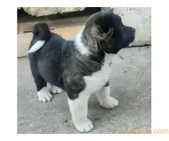 Americka akita štenci - 4