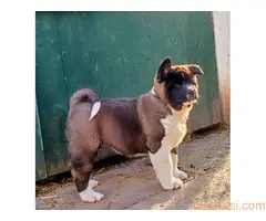Americka akita štenci - 5
