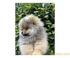 Prelepi minijaturni stenci pomeranca - 2