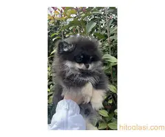 Prelepi minijaturni stenci pomeranca - 4