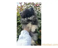 Prelepi minijaturni stenci pomeranca - 5