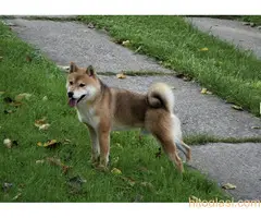 shiba inu povoljno - 2