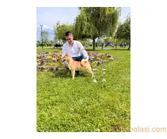 shiba inu povoljno - 3