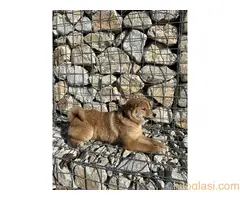 shiba inu povoljno - 4