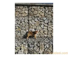 shiba inu povoljno - 5