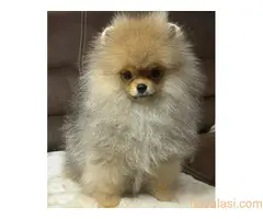 Cistokrvni pomeranci tedi bear tipa - 2