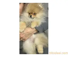 Cistokrvni pomeranci tedi bear tipa - 3