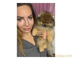 Cistokrvni pomeranci tedi bear tipa - 4