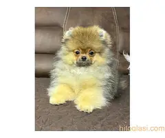 Cistokrvni pomeranci tedi bear tipa - 5