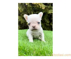 Francuski buldog - 2