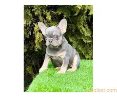 Francuski buldog - 3