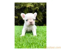 Francuski buldog - 4