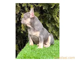 Francuski buldog - 5