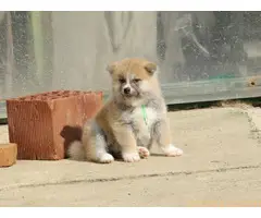 Prodajemo stence japanskih Akita - 2