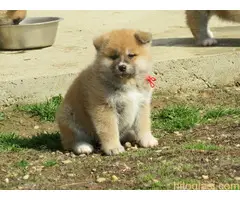 Prodajemo stence japanskih Akita - 3