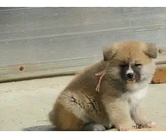 Prodajemo stence japanskih Akita - 4