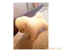 Kovrdžavi Bišon. - 4