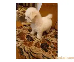 Kovrdžavi Bišon. - 5