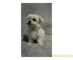 Prodaja maltezera - 2