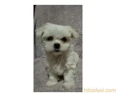 Prodaja maltezera - 3