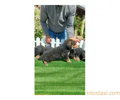 Nemacki ovcar stenad - 2