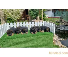 Nemacki ovcar stenad - 3