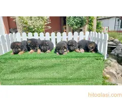 Nemacki ovcar stenad - 4