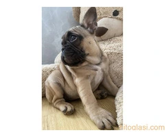 Francuski buldog - 2