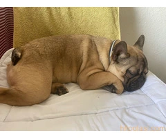 Francuski buldog - 3