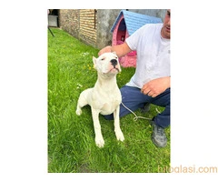 Zenkica Dogo Argentino - 2