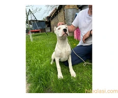 Zenkica Dogo Argentino - 3