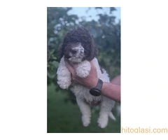 Stenci lagotto romagnolo - 2