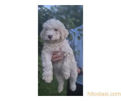Stenci lagotto romagnolo - 3