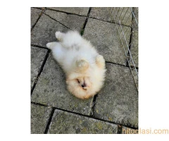 Dostupan prelepi krem muzjak pomeranca - 2