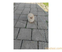 Dostupan prelepi krem muzjak pomeranca - 3